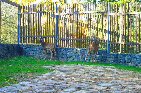 Zookoutek Divoká zahrada Hostivař