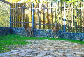 Zookoutek Divoká zahrada Hostivař