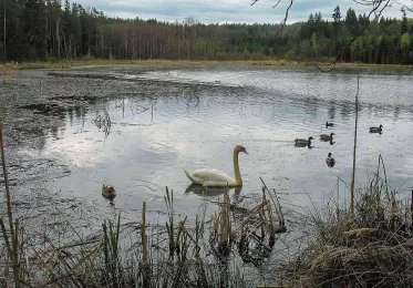 Kokotský rybník