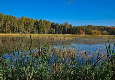 Kokotský rybník