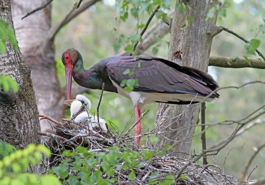 foto: Čáp černý v PR Červené blato. autor: Ing. Jiří Neudert