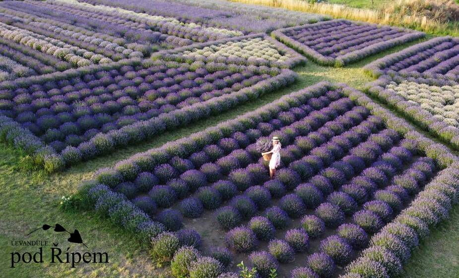 Foto: Levandulová farma