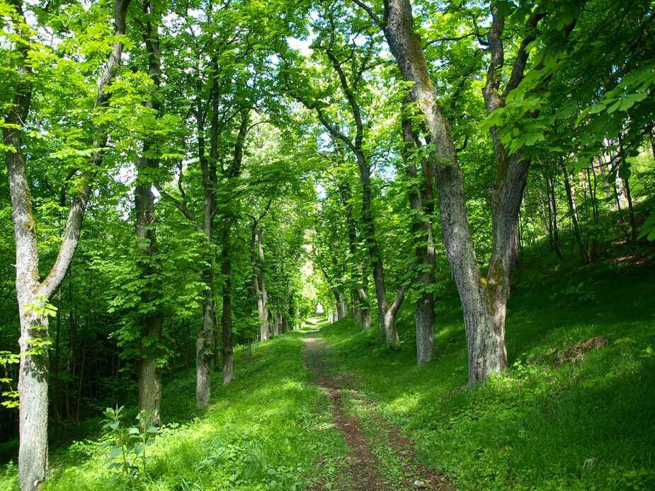 Foto: Lysická obora