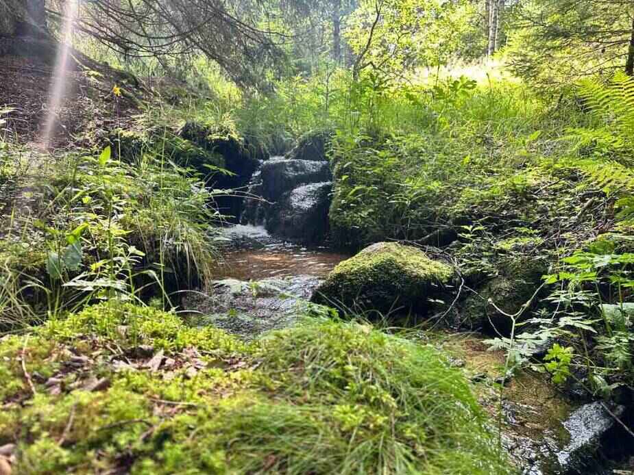 Foto: Šumavská příroda