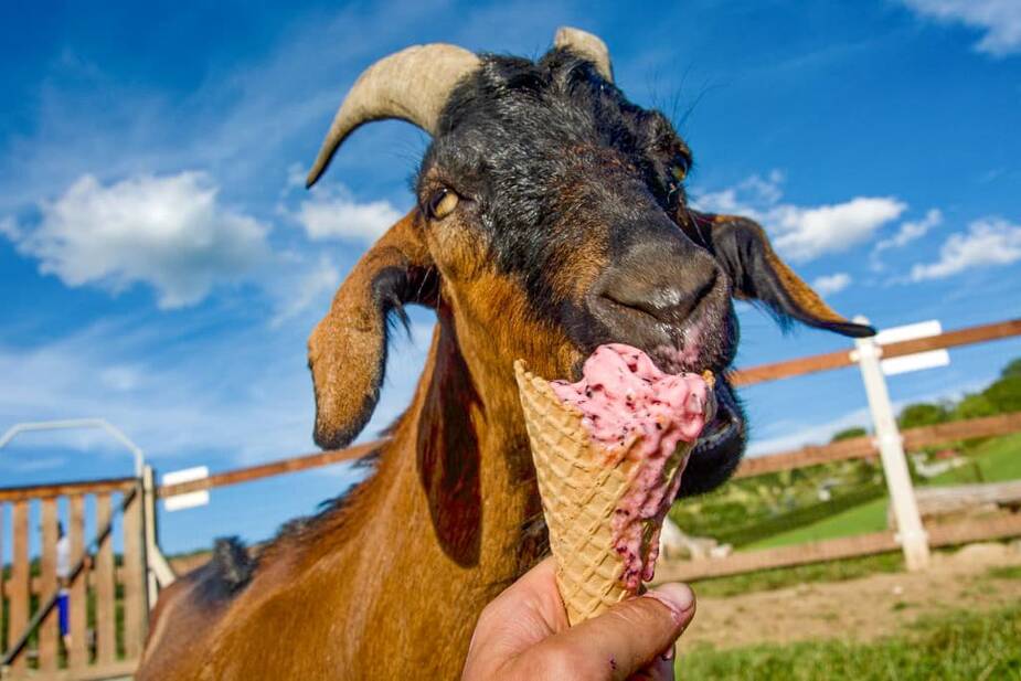 Foto: Pastvina Divišov