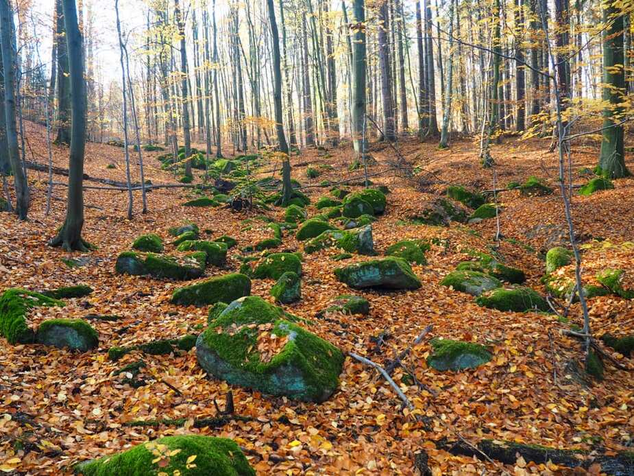 Foto: Voděradské Bučiny