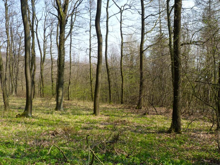 Foto: Ždánický les