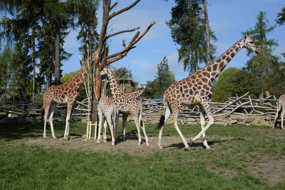 Žirafy v Zoo Olomouc