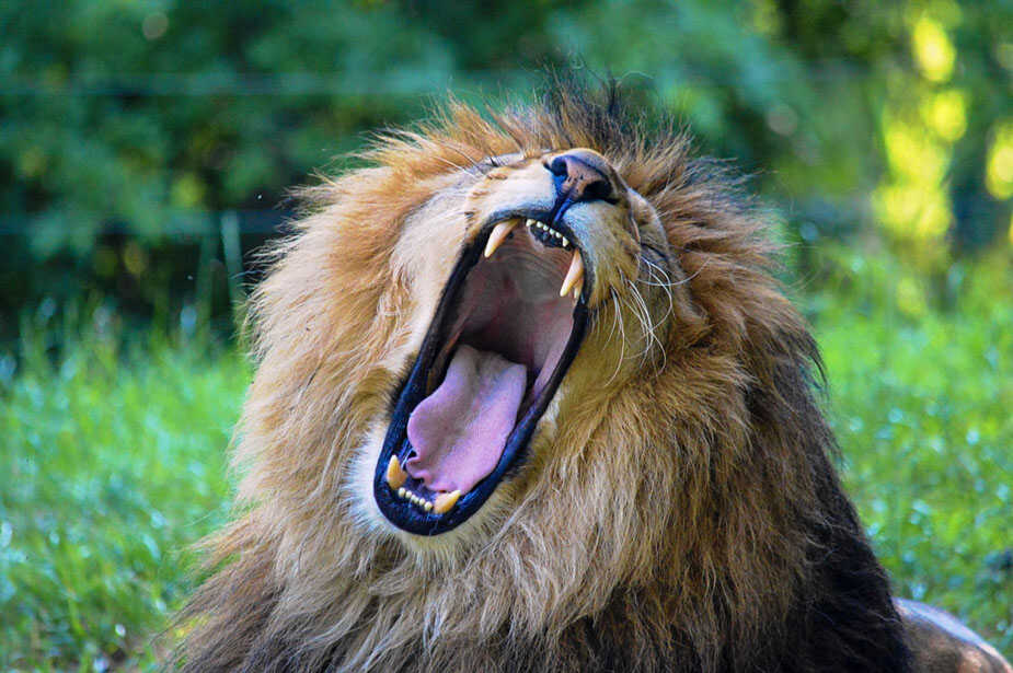 lev král zvířat, Zoologická a botanická zahrada města Plzně