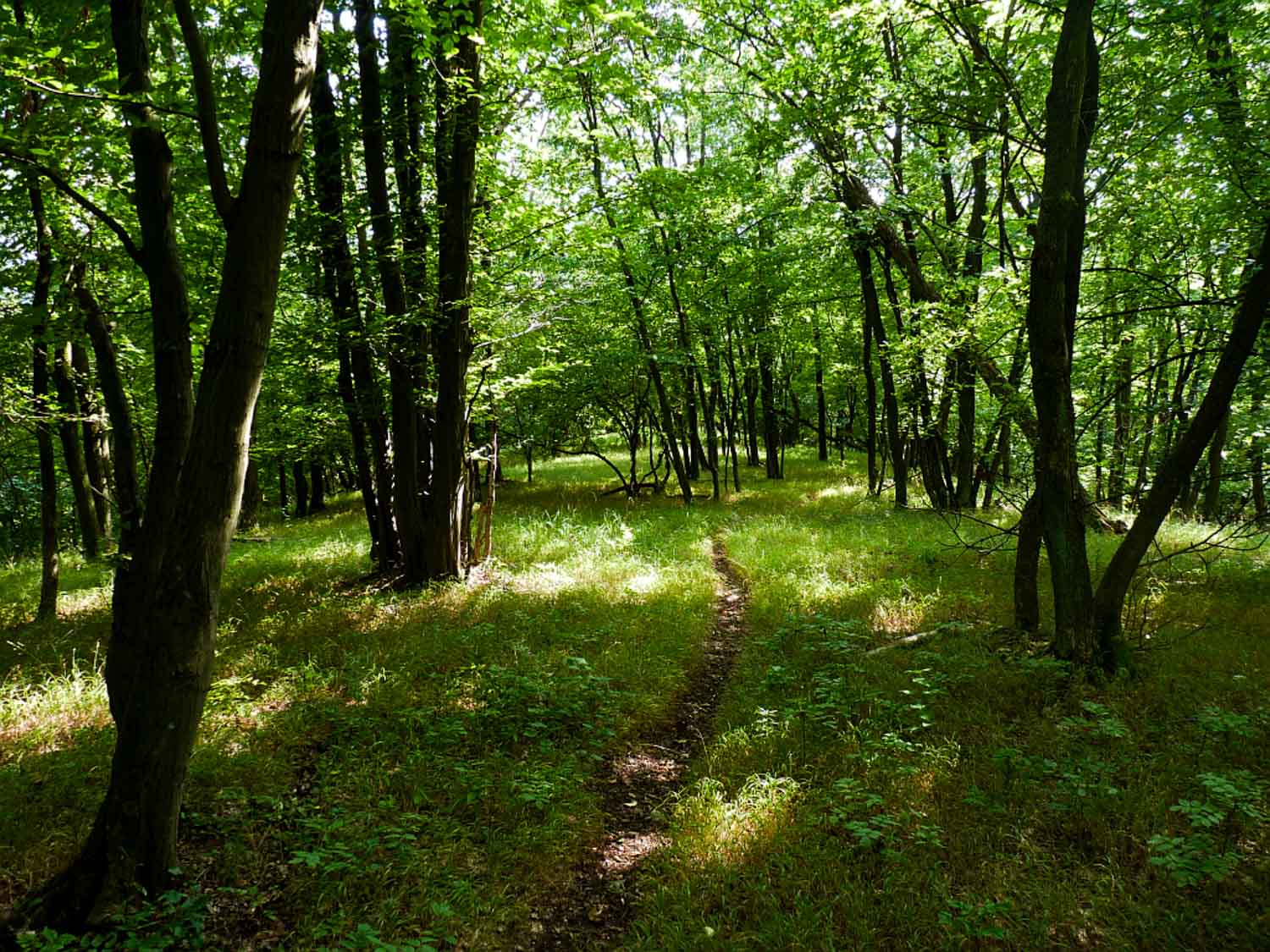 Foto: dubohabrový les